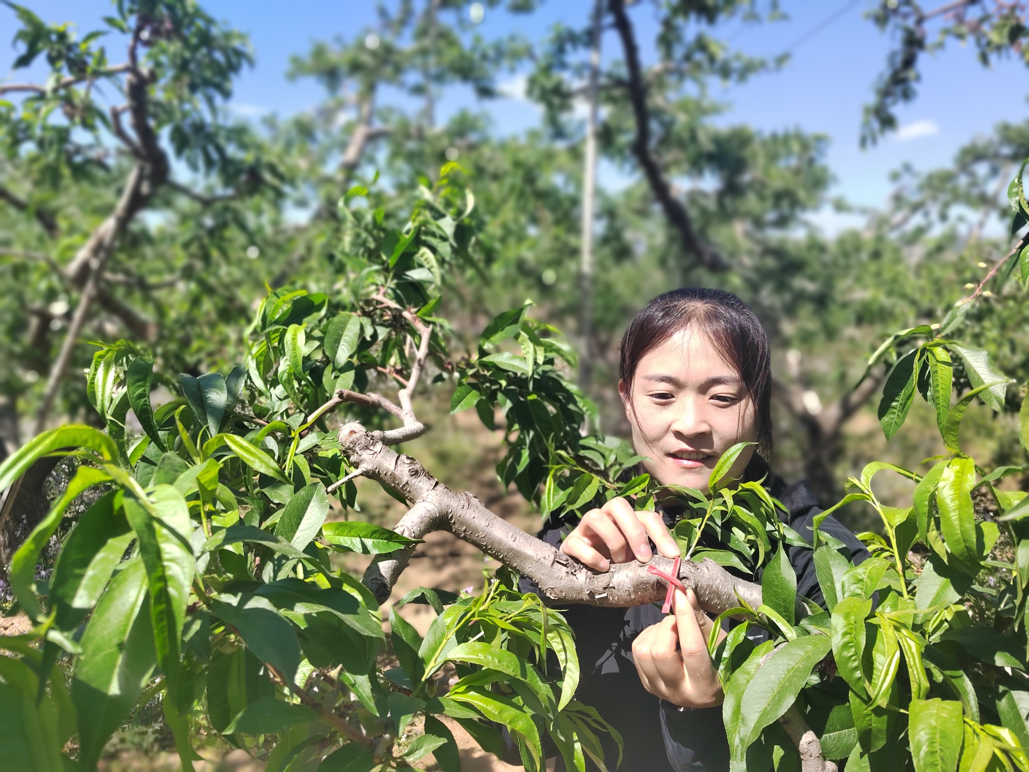 星空体育下载高低温设备恒温恒湿怎么实现河北保定：108家博士农场加速释放农业新质(图1)